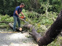How Our Tree Care Process Works  in  Montverde, FL