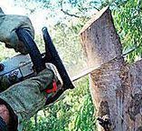 Trusted Montverde, FL Tree Care Experts